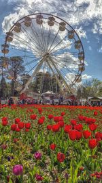 Red poppy flowers