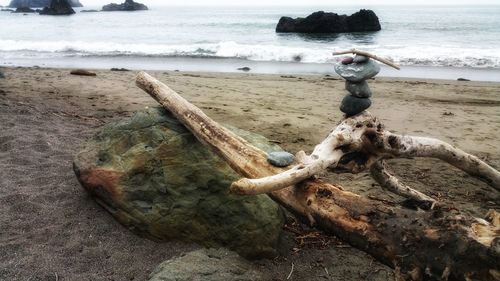 Driftwood on beach