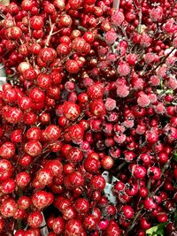 Full frame shot of red berries