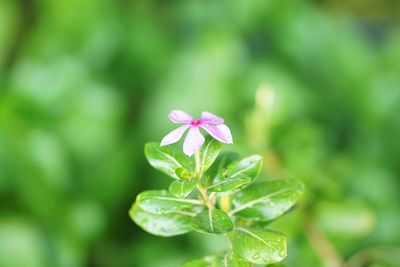 Close-up of pink flowering plant