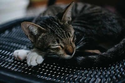 Close-up of sleeping cat