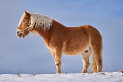 Horse standing on snow field against sky