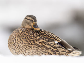 Side view of a duck