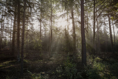 Sun shining through trees