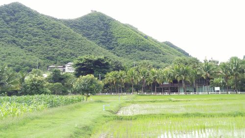 Scenic view of agricultural field against sky