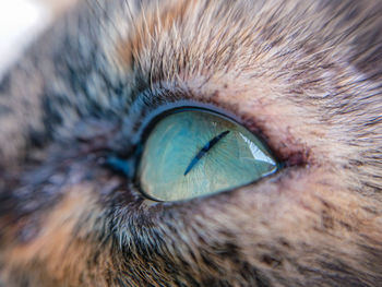 Close-up of cat eye