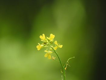 Close-up of yellow flowering plant