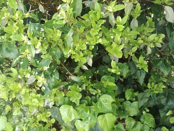 Close-up of fresh green plants