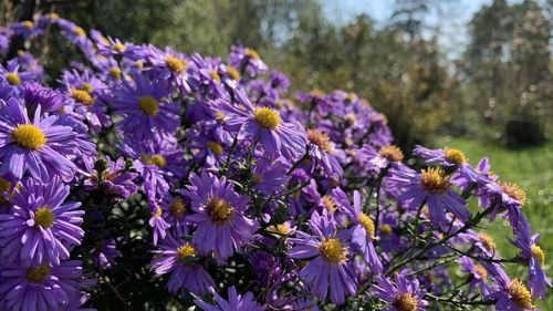 Close-up of purple flowering plants on field
