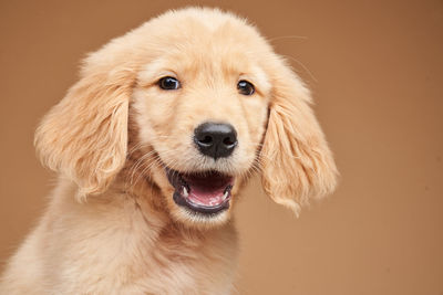 Portrait of golden retriever