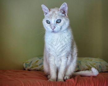 Portrait of cat sitting on bed