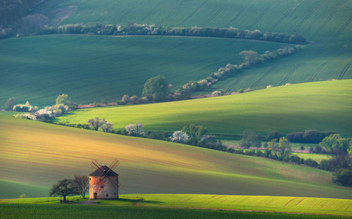 Scenic view of agricultural field