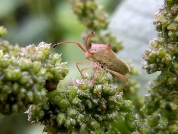 Close-up of insect on flower