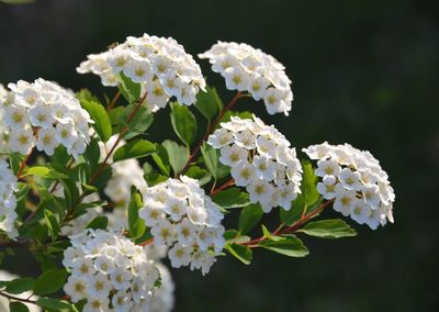 Close-up of white flowering plant