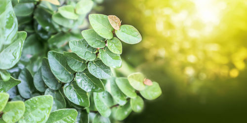 Close-up of fresh green leaves