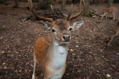 Deer dots bruno czech republic moody forest