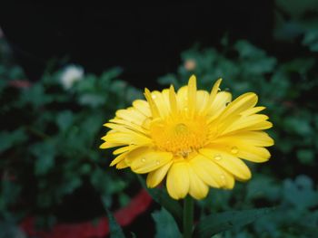 Close-up of yellow flower blooming outdoors