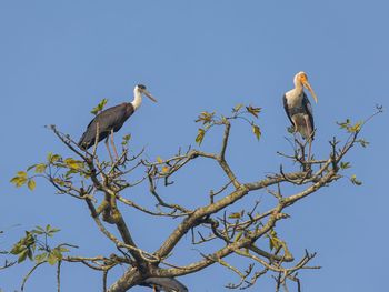 Low angle view of bird perching on tree