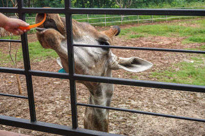 Horse on fence in zoo
