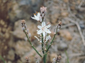 Close-up of white flowering plant on field