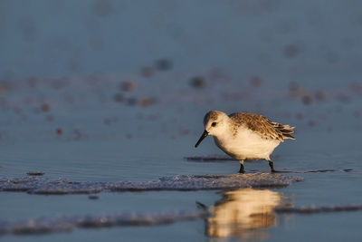 Seagull perching on a beach