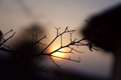 Close-up of plants against sunset