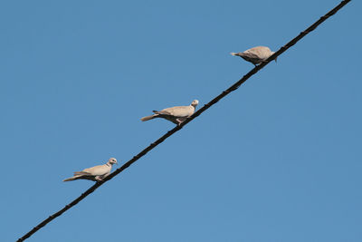 Three turtledoves on a wire