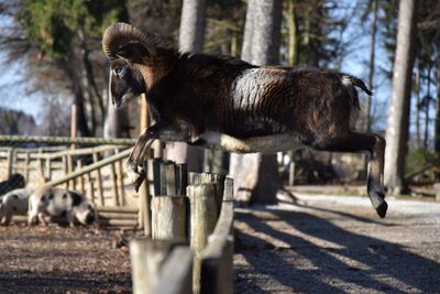 Monkey running in a zoo