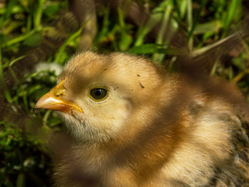 Close-up of a bird