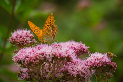 Butterfly pollinating on thistle