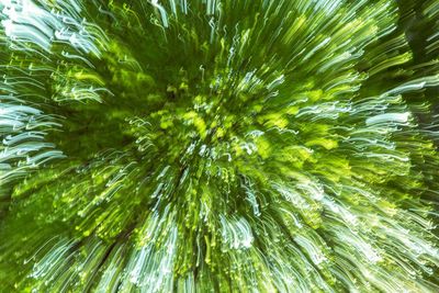 Full frame shot of palm tree