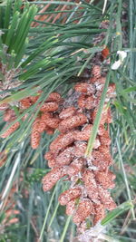 Close-up of flowering plant