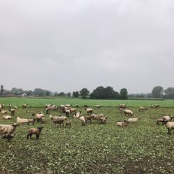 Sheep grazing on field against sky