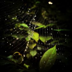 Close-up of spider web