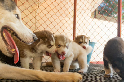 Siberian husky is in the cage with its mother.