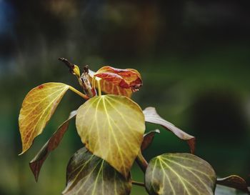 Close-up of plant