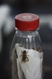 Close-up of insects in glass jar