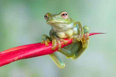 Close-up of frog on leaf