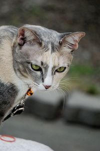 Close-up portrait of a cat looking away