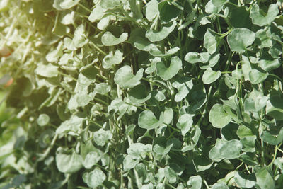 Full frame shot of green leaves