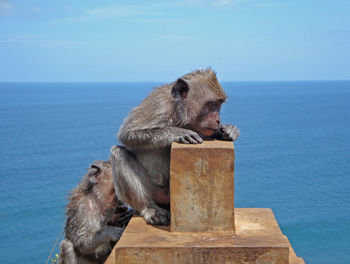 Close-up of monkey on sea against sky