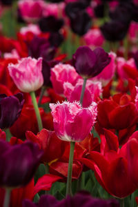 Close-up of red tulip flowers on field