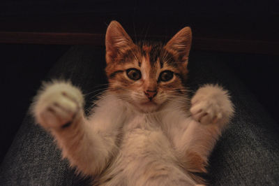 Close-up portrait of a cat