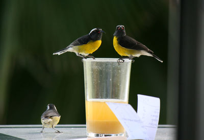 Bird perching on feeder