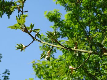 Low angle view of tree against clear sky