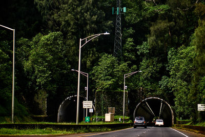 Street amidst trees in forest