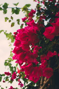 Close-up of red bougainvillea blooming outdoors