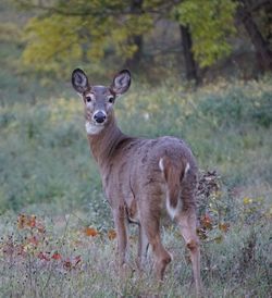 Portrait of deer standing on field