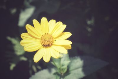 Close-up of yellow flower
