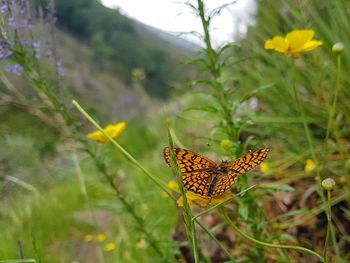 Close-up of butterfly pollinating on flower